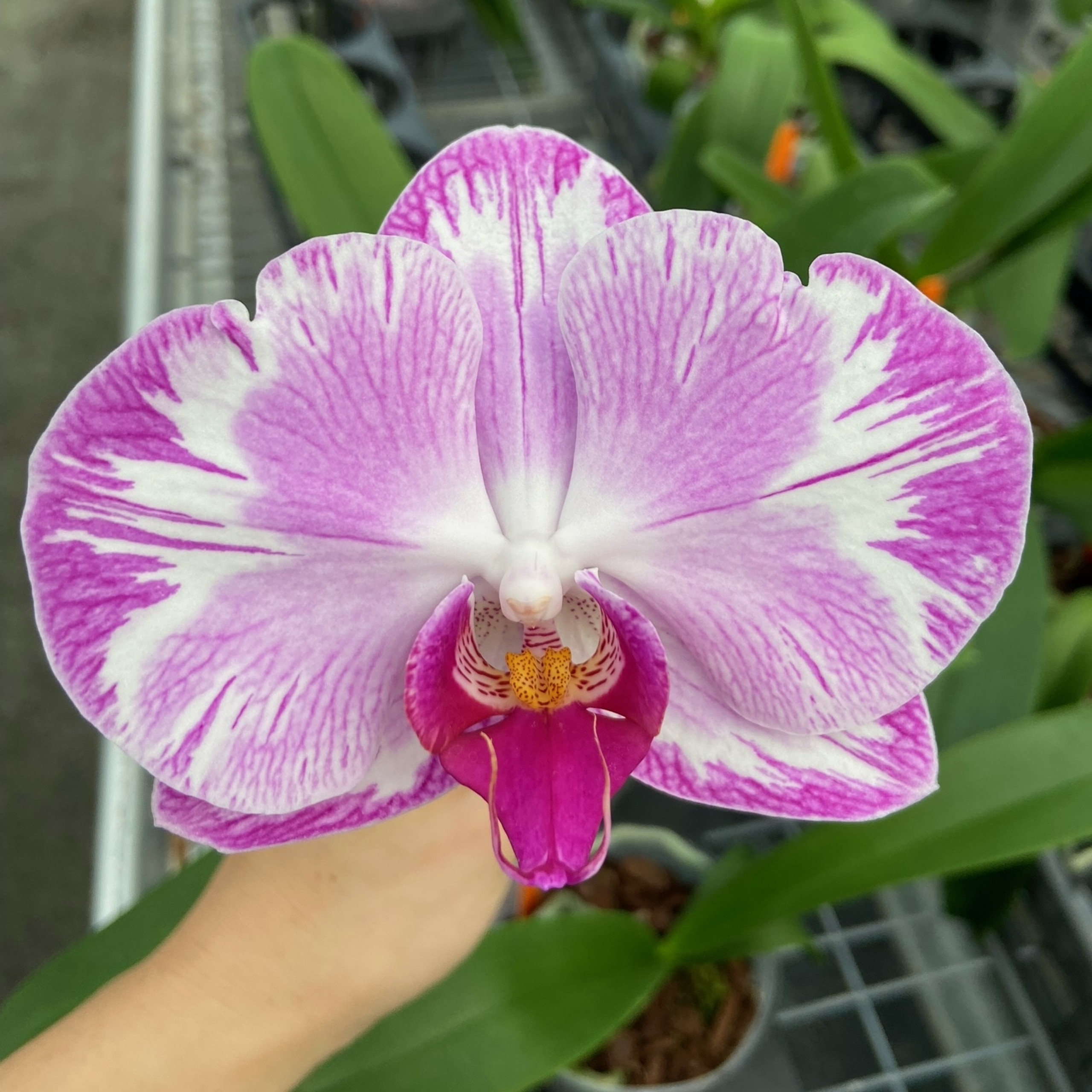 Phal Fangmei Girl Specialty Double phal-fangmei-girl-specialty-double