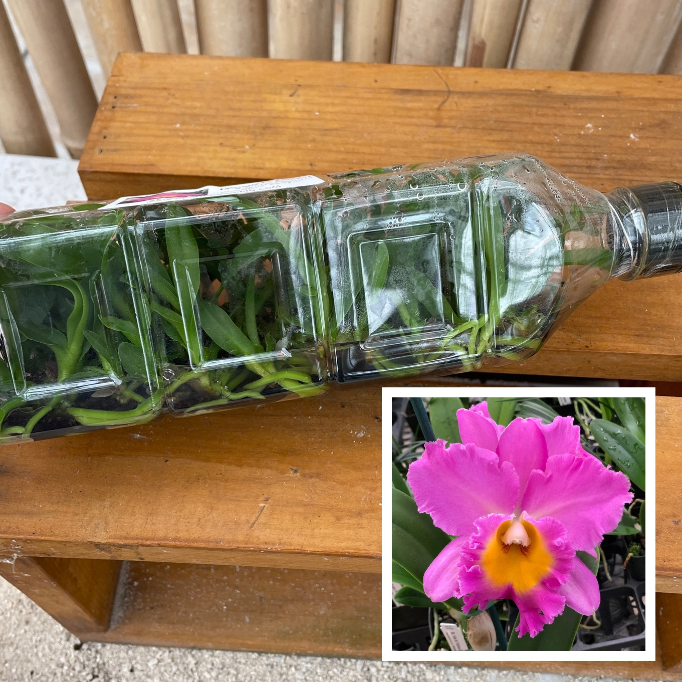 Orchid Plants Orchid Flasks Akatsuka Orchid Gardens