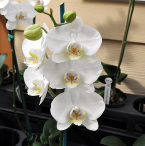 Phal. Sogo Yukidian (White)