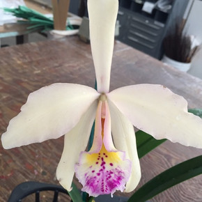 Bl. Richard Mueller x C. mossiae