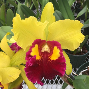 Rlc. Sunnystate's Spring Dawn 'Volcano Queen' (Color Evolves)..