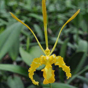 Pyps. papilio 'Yello Bird' x papilio 'Big Bird'