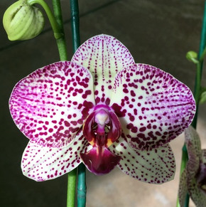 Phal. Pink & Green (Leopard)