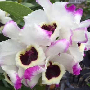 Den. Nobile -- Lucky Bird 'Memory'