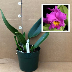 111 タケノコラン　Clowesia 'Queen Canon (OG) 111 タケノコラン Clowesia 'Queen Canon (OG) 111 タケノコラン