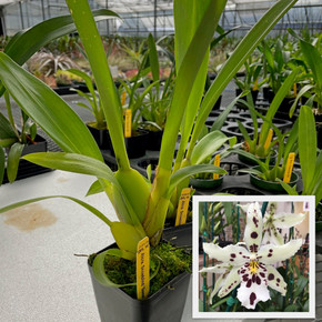 Bllra. Snowblind 'Sweet Spots' (4" Pot) - Not Blooming Bllra. Snowblind 'Sweet Spots' (4" Pot) - Not Blooming
