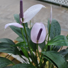 Tinkerbell Anthurium Plant (Fragrant!)