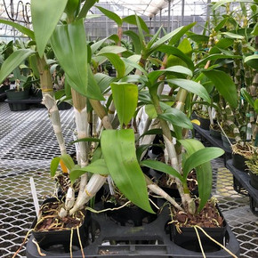 Any Den-Phal Orchid (4" Pot) - Not Blooming)