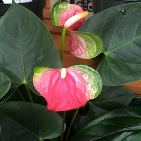 Pink Butterfly Anthurium Plant