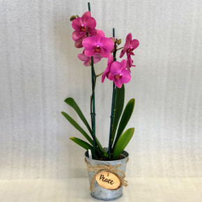 Peaceful Phal. Special