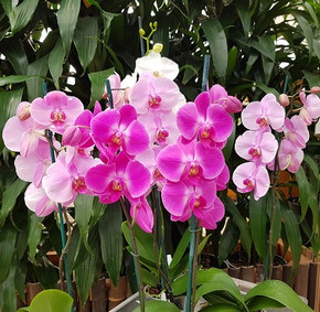 Phalaenopsis - Open Blooms (4" Pot) GROWER'S CHOICE