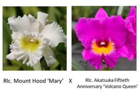 Rlc. Mount Hood 'Mary' x Rlc. Akatsuka Fiftieth Anniversary 'Volcano Queen' (Plant Only)