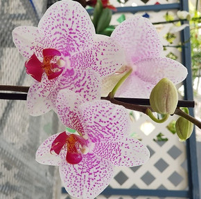 Phal. Fancy Freckles
