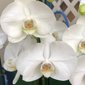 Phal. Lively