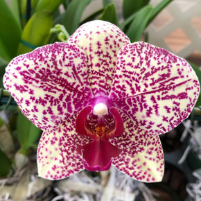 Phal. Leopard