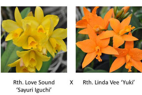 Rth. Love Sound 'Sayuri Iguchi'  x  Rth. Linda Vee 'Yuki' (Plant Only)