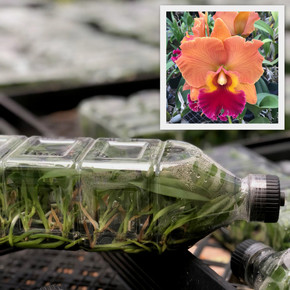 Rlc. Takeshi Akatsuka 'Volcano Queen' FLASK (Clone) Rlc. Takeshi Akatsuka 'Volcano Queen' FLASK (Clone)