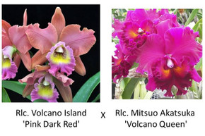 Rlc. Volcano Island 'Pink Dark Red' x Rlc. Mitsuo Akatsuka 'Volcano Queen' (Plant Only)