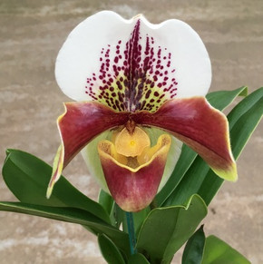 Complex Paphiopedilum (Burgundy)