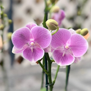 Phal. Pink Blush (Mini)