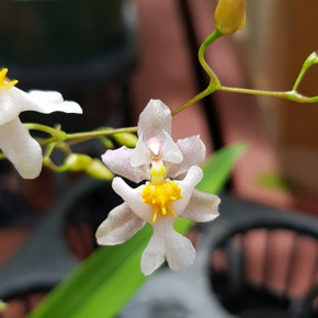 Onc. Gold Dust (2" Pot-Spiking)