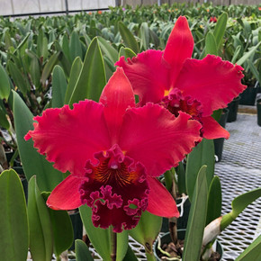 Rlc. Kaoru Suzuki 'Volcano Queen'