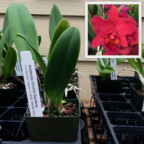 Rlc. Mariah Crawford's Merriment 'Volcano Red' (Starter-3" Pot)