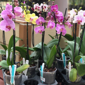 Any Phalaenopsis -In Bud/Bloom (4-5 flowers)