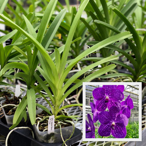 Vanda Somsri Glory 'Blue' (Plant Only)