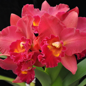 Rlc. Volcano Red Sunset 'Volcano Queen' (Compact Cattleya)