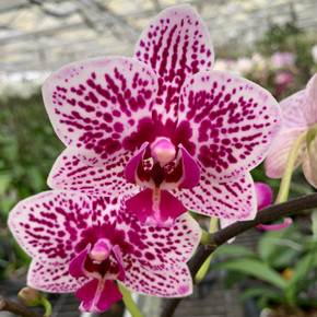 Dtps. Yu-Pin Burgundy '5049' (Mini Phal-Double)