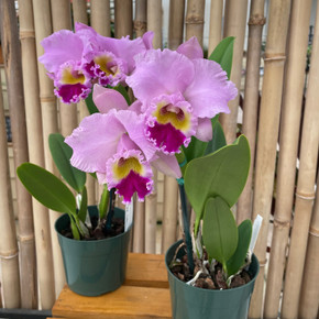 Cattleya Mami Akatsuka