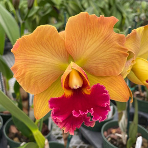 Rlc. Takeshi Akatsuka 'Volcano Queen' (Single Bud