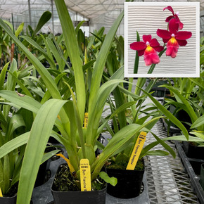 Burr. Francine '#3' (Plant Only)