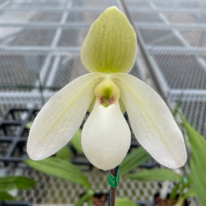 Paph. Joséito x delenatii v. alba