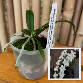 Aerangis luteo-alba v. rhodosticta x sib (3" pot - Plant Only)