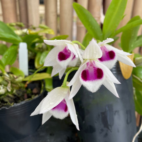 Den. Nestor S/A 'April' x rhodopterygium S/A '#4' (With Buds)