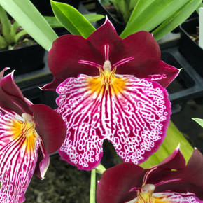 Mltnps. Breathless 'Beauty' (Double Spike)