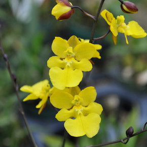 Zelencocidum (Onc.) Kukoo (3" pot)