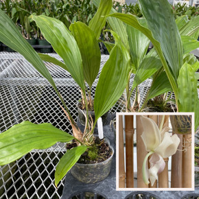 Stanhopea reichenbachiana 'Eve' x self (Plant Only)