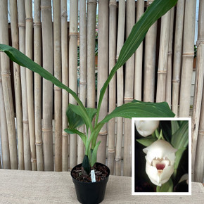 Anguloa eburnea "Tulip Orchid" (Plant Only - 6.5" Pot) 