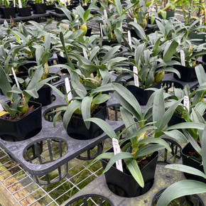 Dendrobium chrysotoxum (4" Pot -Plant Only)