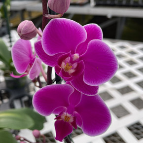 Mini Phalaenopsis Yu-Pin Burgundy 5094 with Single Spike