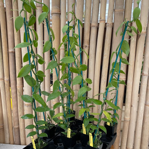 Vanilla planifolia (2" Pot) - tall