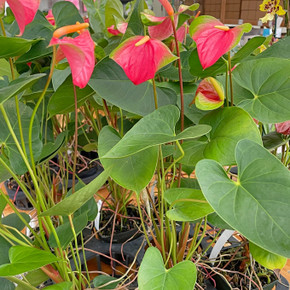 Pink Butterfly Anthurium Plant (tall-L)