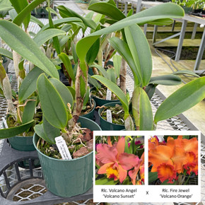 Rlc. Richard Jerome Haber (Plant Only)