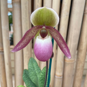 Paph. liemianum 'Uno' x delenatii 'O'