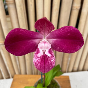 Phrag. Carmine 'Ken Wilson' x kovachii 'ThienNgo's Choice'