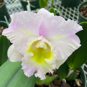 Rlc. Sebastian Pete 'Volcano Queen' (First Bloom)