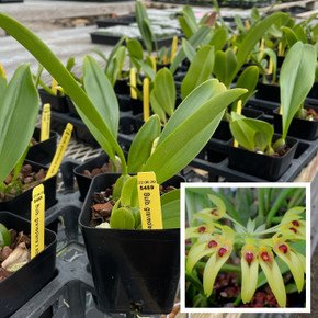 Bulbophyllum graveolens x sib (Plant Only - 4" Pot)